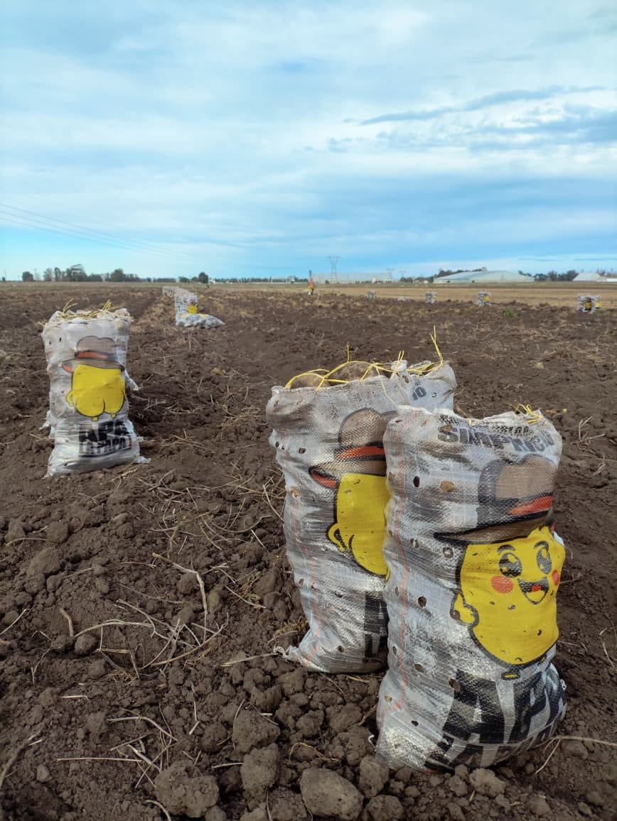 Bolsas de papa Apa la Papa paradas en el lote recién cosechado