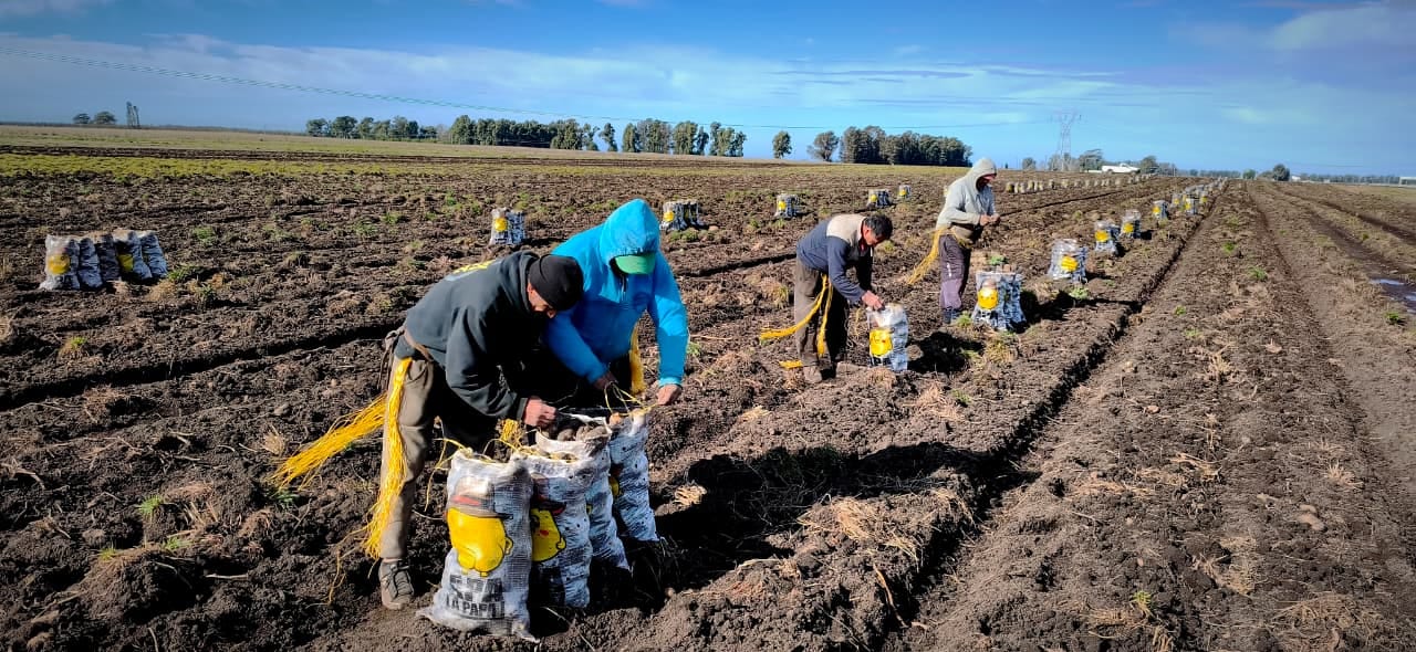 El equipo de cosecha atando bolsas de papa Apa la Papa con hilo en el lote, en Necochea