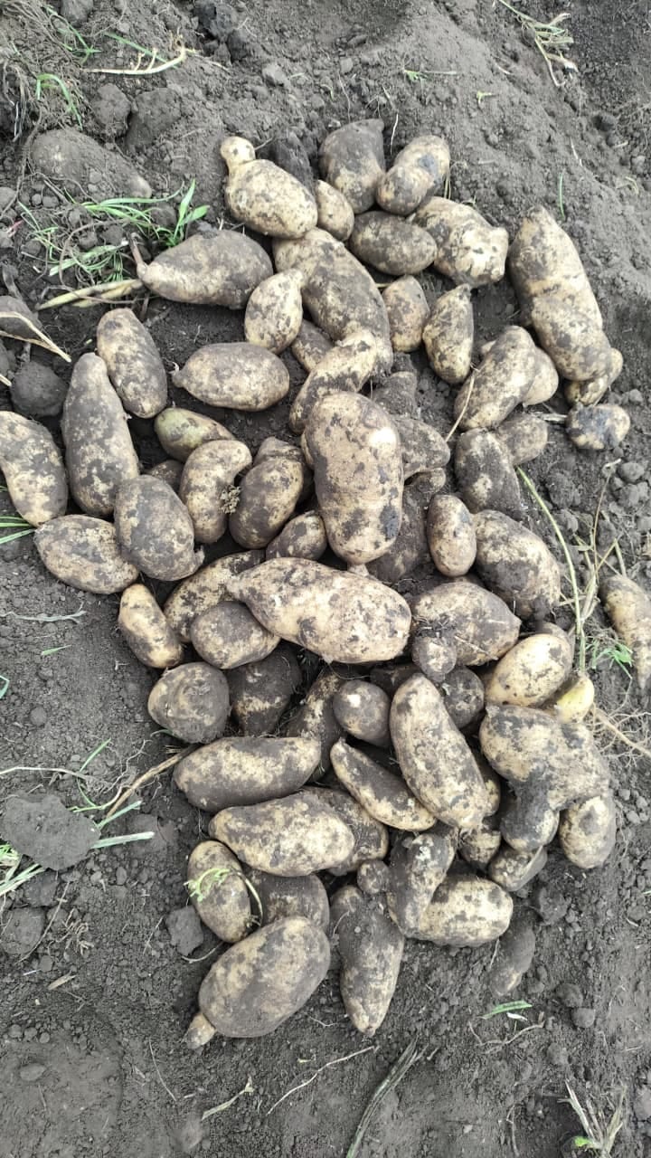 Montón de papas Spunta recién sacadas de la tierra en un lote de Necochea