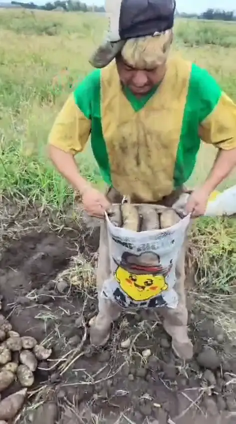Un cosechero vuelca en el surco una bolsa de papa recién cosechada con la marca Apa la Papa
